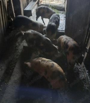 Vand purceii de 3 luni, 400 ron bucata, comuna Sichevita  - imagine 4 Vand purceii de 3 luni, 400 ron bucata, comuna Sichevita  - imagine 4