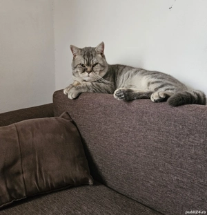 Pisicuța british shorthair silver tabby - imagine 3