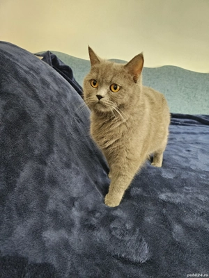 Pisicuța british shorthair silver tabby - imagine 4