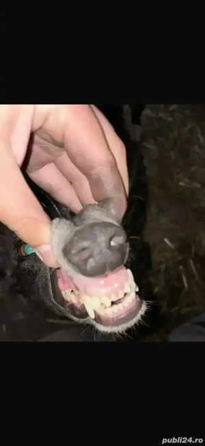 Mascul 3 ani stie sa stea in far, spaniol 50 englez 50