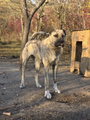 Femela superba mix asia centrala cu kangal pt paza curte - imagine 5