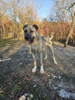 Femela superba mix asia centrala cu kangal pt paza curte - imagine 4