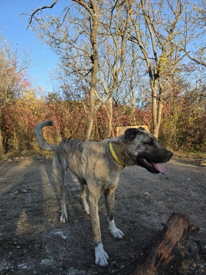 Femela superba mix asia centrala cu kangal pt paza curte - imagine 3