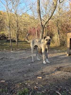 Femela superba mix asia centrala cu kangal pt paza curte