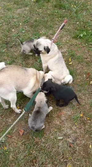 Mops pug pui dragalasi