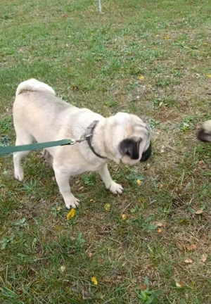 Mops pug pui dragalasi - imagine 3