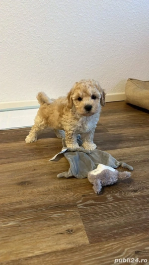 fetita maltipoo(pudel-bichon)