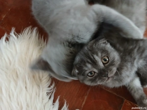 British&Scotish shorthair - imagine 5