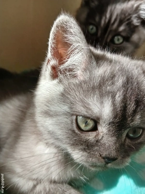 British&Scotish shorthair - imagine 2