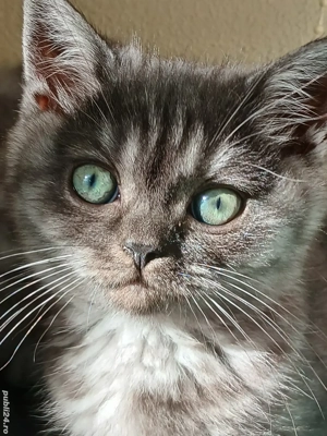 British&Scotish shorthair