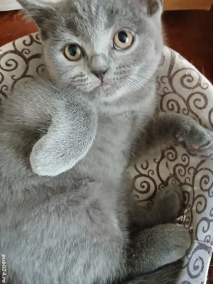 fetite si baietei rasa british