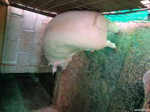 vand porci  - imagine 3