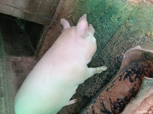 vand porci  - imagine 2