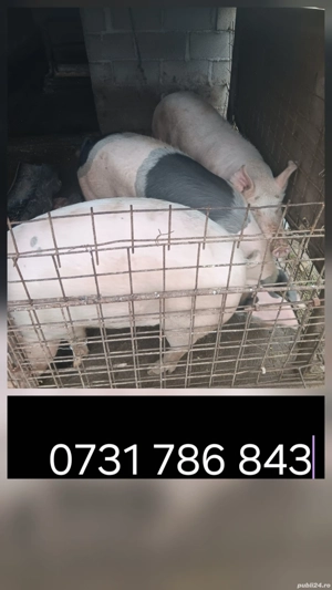 vand porci  - imagine 5