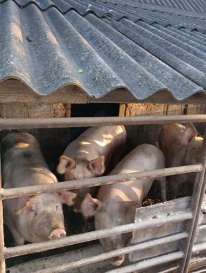 Vand porci de la 100 kg la 300 kg - imagine 5