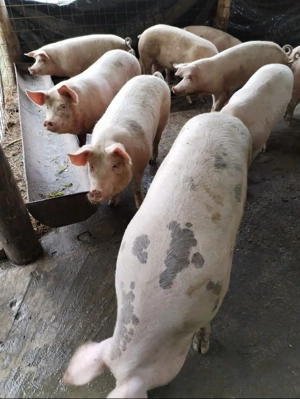 Vand porci de la 100 kg la 300 kg