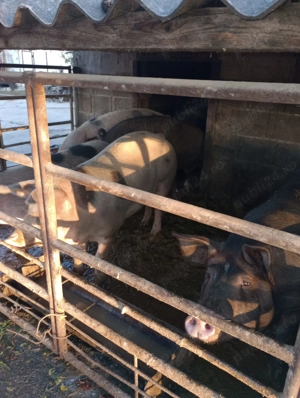 Vand porci de la 100 kg la 300 kg - imagine 4