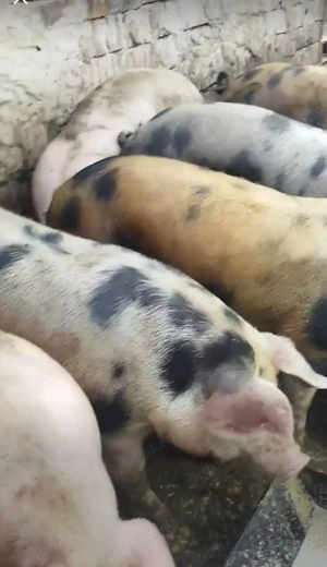 Vand porci de la 100 kg la 300 kg - imagine 2