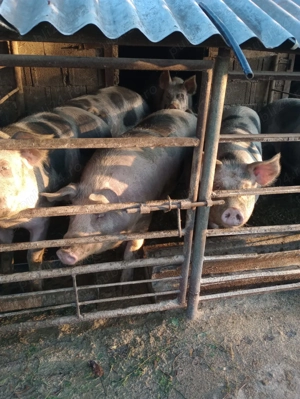 Vand porci de la 100 kg la 300 kg - imagine 3