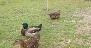 Rouen rasa originala rate si ratoi - imagine 4