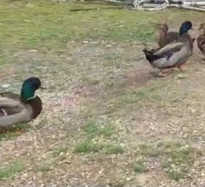 Rouen rasa originala rate si ratoi - imagine 2