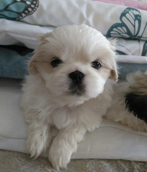 Fetița Bichon 500 lei