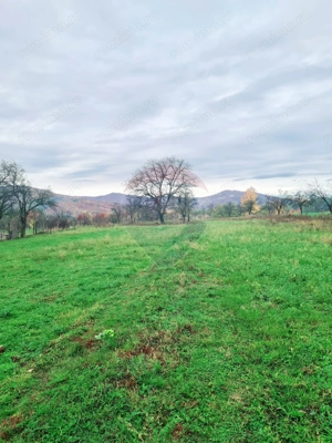 Teren intravilan  7370 mp in comuna Mera - imagine 5