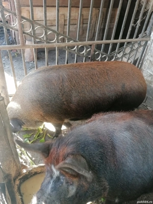 Porc de vanzare - imagine 2