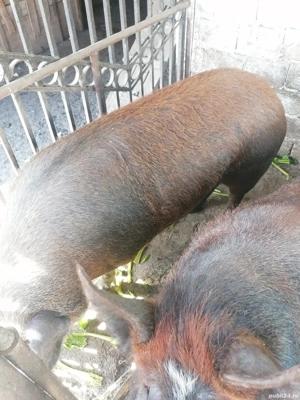 Porc de vanzare - imagine 4