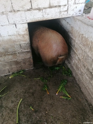 Porc de vanzare - imagine 3