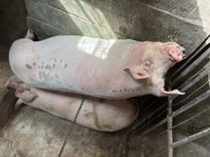 Porc pentru sacrificat - imagine 4 Porc pentru sacrificat - imagine 4