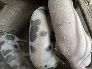 Porc pentru sacrificat - imagine 2 Porc pentru sacrificat - imagine 2