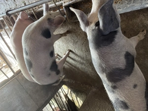 Porc pentru sacrificat - imagine 3 Porc pentru sacrificat - imagine 3