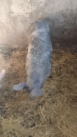 Purcei de rasă  - imagine 2 Purcei de rasă  - imagine 2