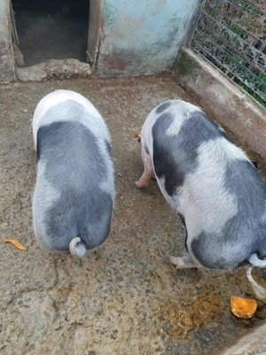 Vand porci - imagine 2