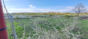 Mogosoaia, teren 792 mp, vedere la lac, utilitati, statie STB la 750m - imagine 4