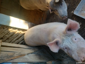 vânzări animale  - imagine 2