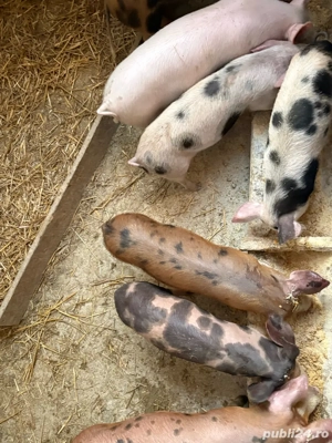 porci de vanzare