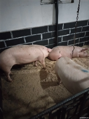 Porciiiiii - imagine 2