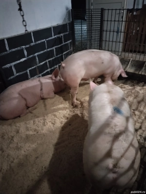 Porciiiiii - imagine 4