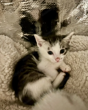 Adoptie pui de pisica