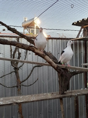 Porumbei de vânzare  - imagine 2