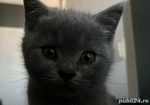 De vanzare  - imagine 4