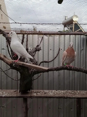 Porumbei de vânzare  - imagine 3