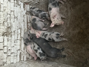 Purcei foarte frumoși  - imagine 3