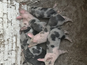 Purcei foarte frumoși 