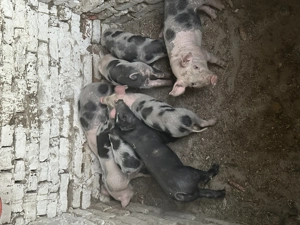 Purcei foarte frumoși  - imagine 2