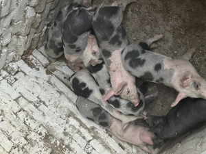 Purcei foarte frumoși  - imagine 4