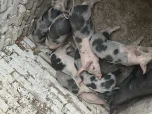 Purcei foarte frumoși  - imagine 5