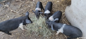 Vând purcei Bazna  - imagine 3